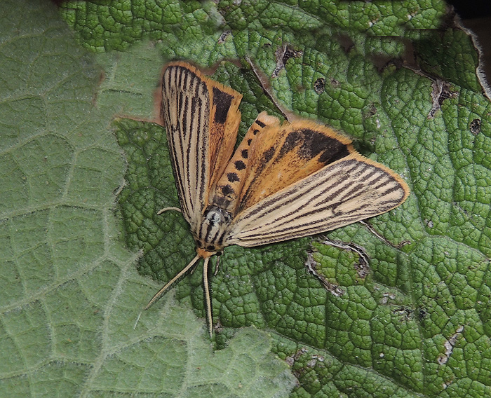 Chrisocrambus. No, Coscinia striata - Erebidae